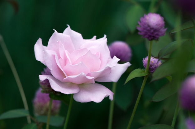 Messa a fuoco morbida di rose rosa.