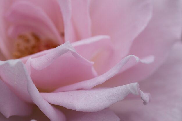 Soft focus of Pink rose