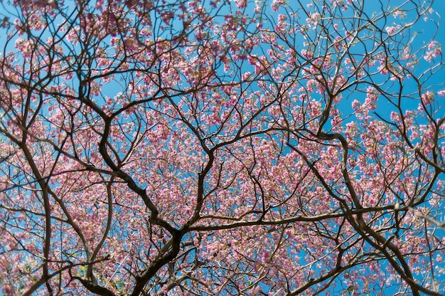 Soft focus Pink tecoma and blue sky