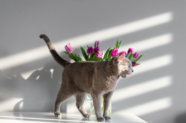 Photo soft focus portrait of playful and active purebreed russian blue cat posing on table with booquet of tulips in glass vase. beautiful domestic kitten leisure time. funny kitty with flowers behind wall