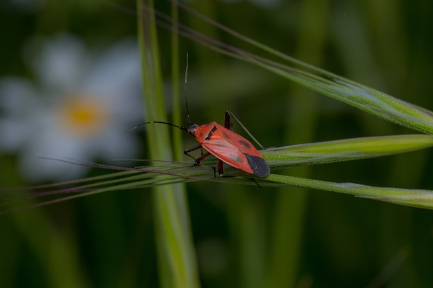 Soft focus of a red stink bug on a plant