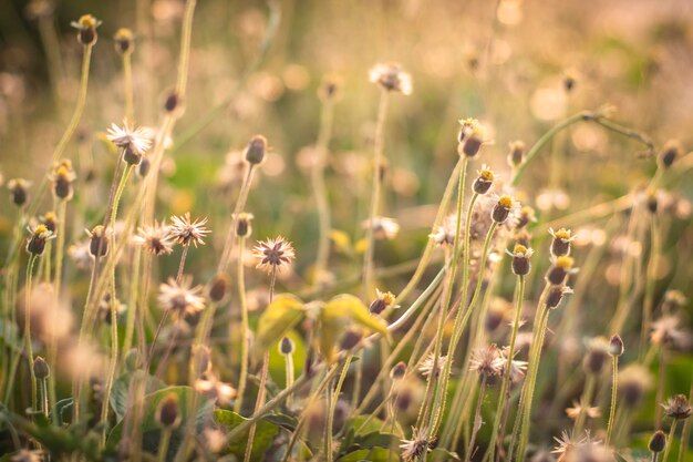 Soft focus Romantische natuur wilde gras bloem Zomer weide wilde bloem bloeien met sunflare