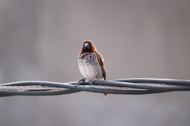 Soft focus of a scaly breasted munia perched on a twisted wire