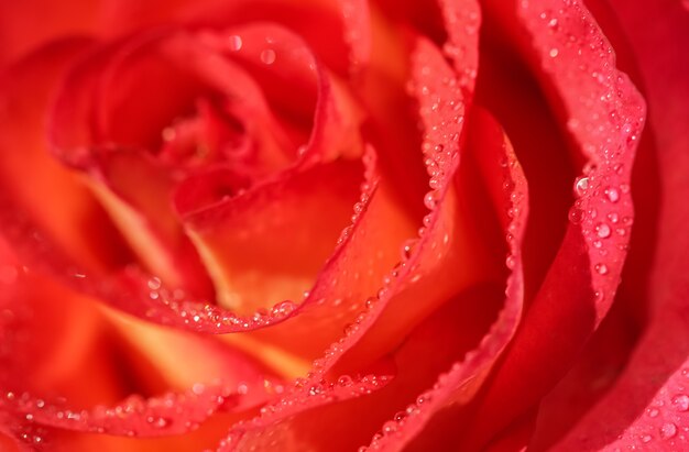 Soft Focus Sea... abstracte bloemen achtergrond rood roze bloem met waterdruppels macro bloemen achtergrond voor