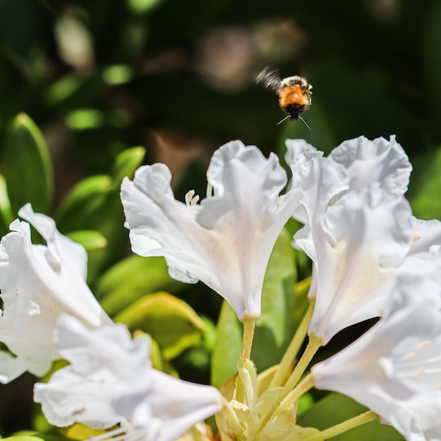 Soft Focus Sea... abstracte bloemen achtergrond witte rododendron bloem met vliegende hommel