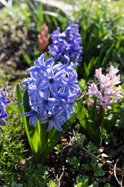 Soft Focus Sea... afbeelding van hyacint bloemen bloeien in de lente. Blauwe hyacint bloesem.