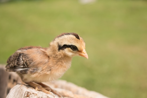 Photo soft focus of small chick on wood stump.