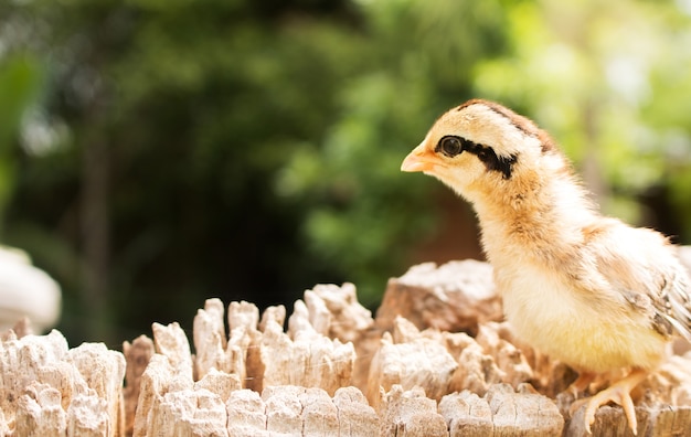 Soft focus of Small chick on wood Stump. 