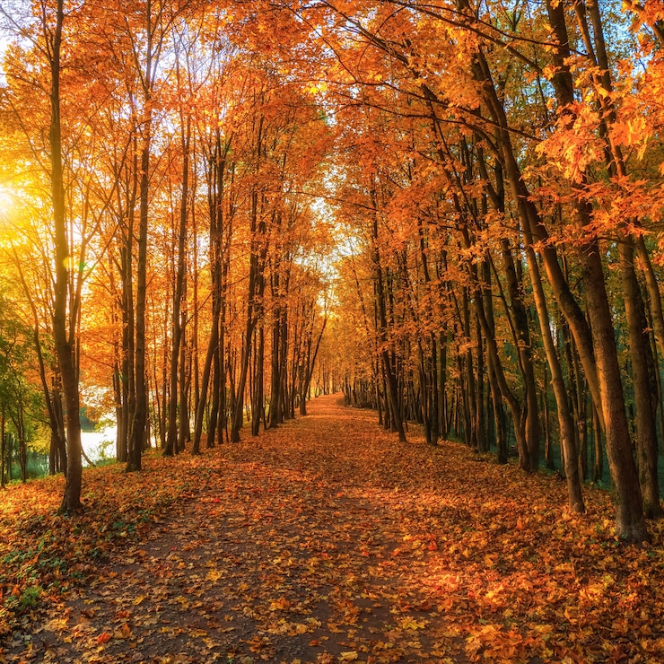 Photo soft focus. sunny alley with maples in the autumn park. autumn leaf fall. a path in a sunny autumn park with falling leaves. square view.