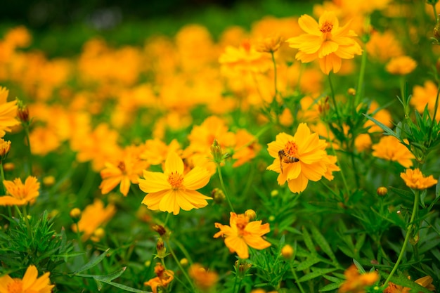Foto soft focus van mooie gele bloemen