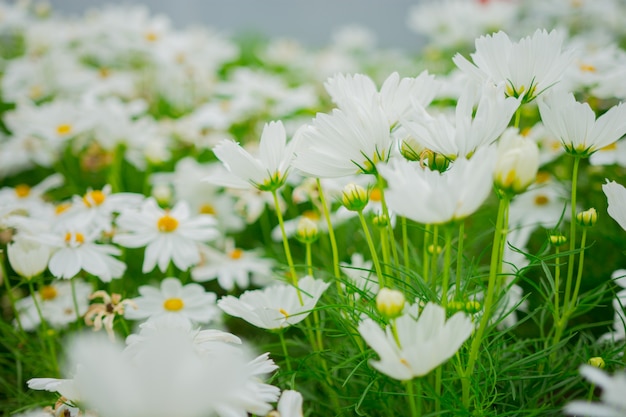 Foto soft focus van mooie witte bloemen