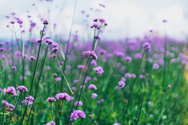 Soft focus on verbena flower, beautiful purple flower.