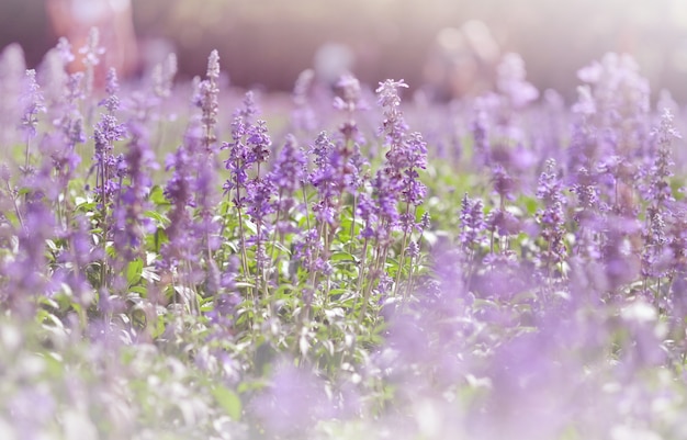 Photo soft focus a violet lavender field. pastel colors and blur background beautiful colors purple lavender flowers.