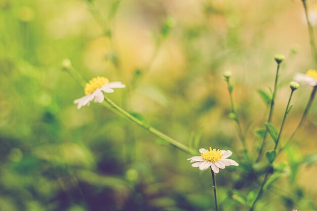 Soft focus of white daisy flowers