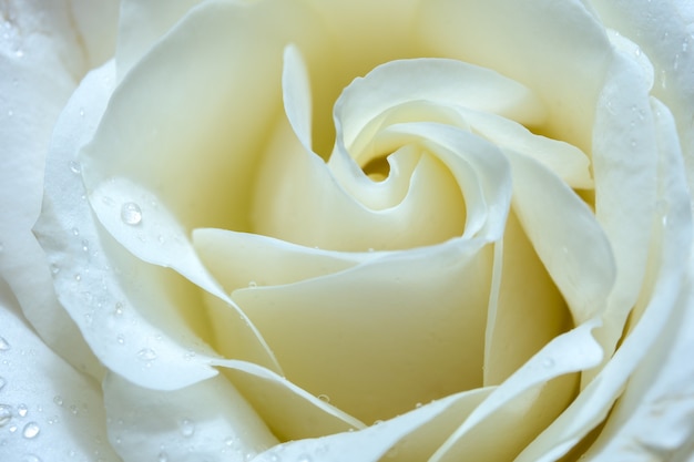 Soft focus white rose background