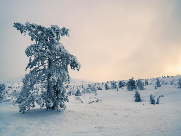 Soft focus Winter bluepink minimalistic northern background with trees plastered with snow against a dark dramatic sky Arctic harsh nature Mystical fairy tale of the winter misty forest