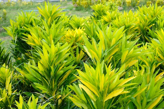 Soft focus, yellow leaf background