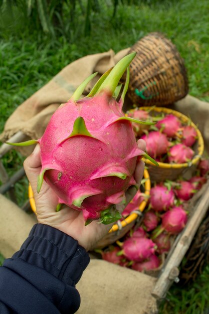 Soft focused of dragon fruit hold in farmer hand present the best product form his farm