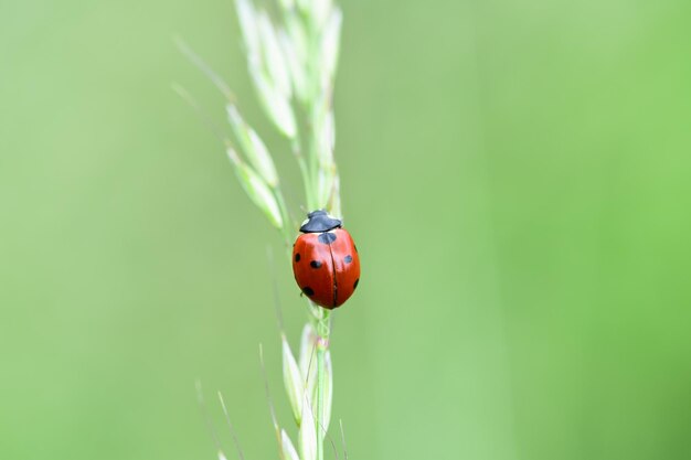 自然に若い緑の草とてんとう虫の柔らかい焦点を当てた新鮮な耳