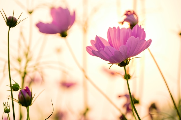 写真 夕暮れの夕暮れの光とピンクの花に焦点を当てソフト