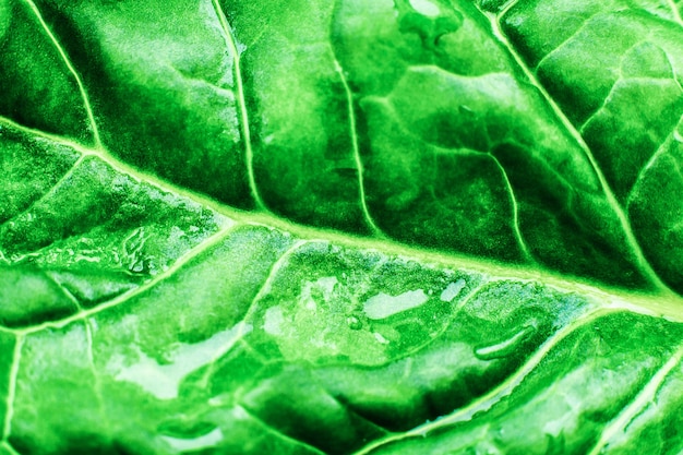 Soft focused Wet Green leaf close up. Fresh leaves texture background. Beautiful Natural Eco wallpaper. Vegetarian food. Vegetable and vitamins products. Macro photo.