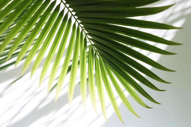 Soft Foliage of Tropical Palm Tree Closeup 3D Interior Mockup Ai generative