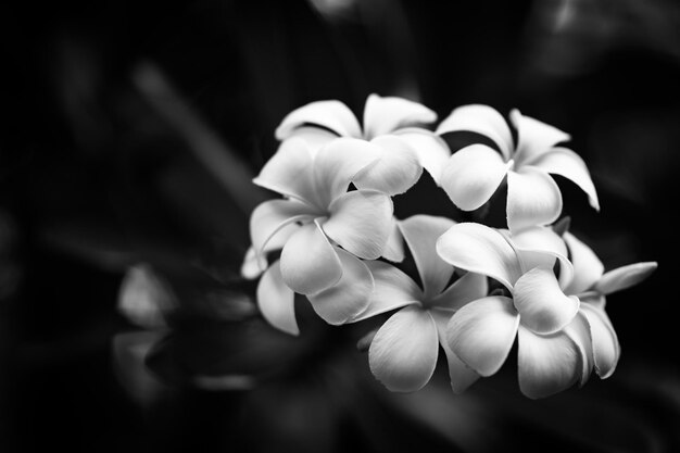 柔らかいプルメリアの花やプルメリアの花。朝の劇的な葉の枝の木の花束