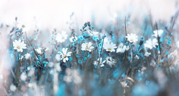 Soft gentle nature floral background. White and cyan wild flowers on the summer meadow field.