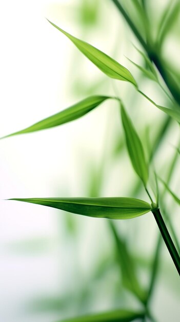Foto bambù verde morbido su bianco per il tuo design e la tua carta da parati