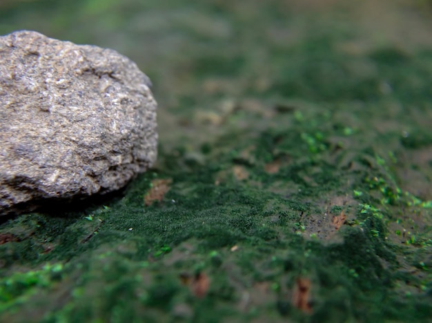 Soft green moss with rocks on wood