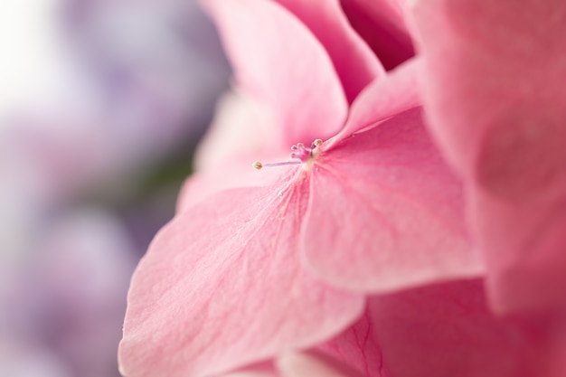 花びらに水滴が付いた柔らかいアジサイまたはオルテンシアの花。春に咲く花。非常に浅い被写界深度