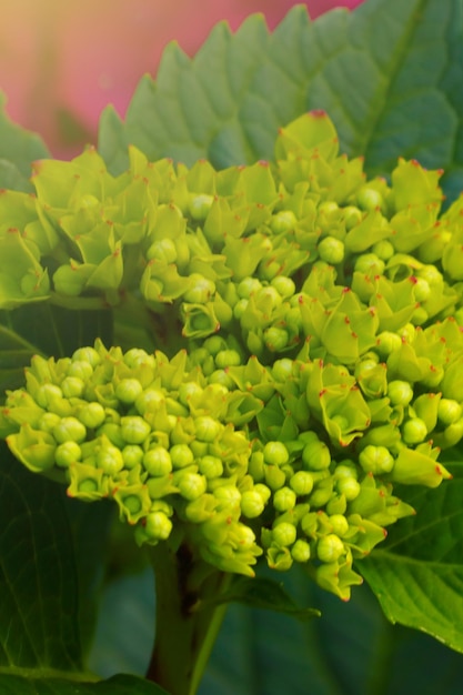 A soft light falls on the green branch of the hydrangea