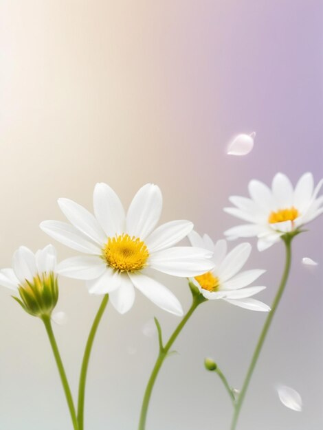 soft light white flowers color splash gradient background