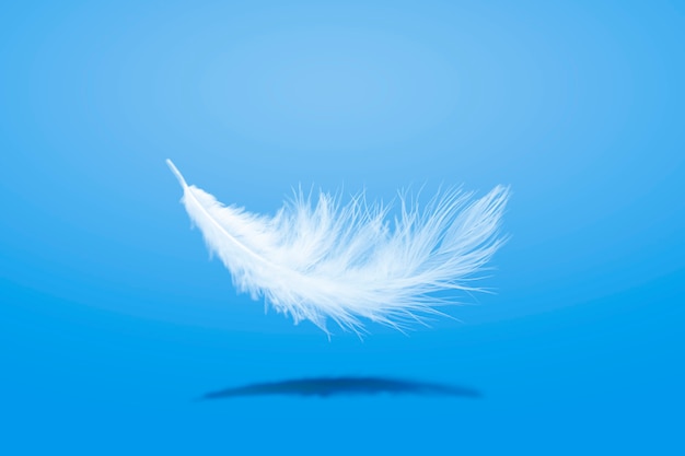 Soft Lightly ofWhite Feather Falling Down in The Air