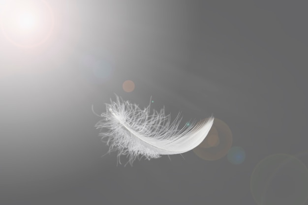 Soft Lightly White Feather Floatingin The Air