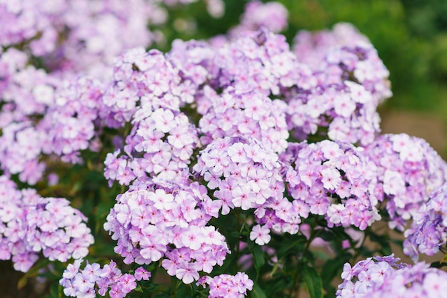 Soft lilac phlox in the garden on a sunny day