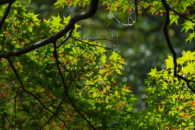 Soft new green leafs of Japanese maple in sunshine day. Silhouette view of green color maple leaf. Natural freshness color for greeting background or wallpaper work.