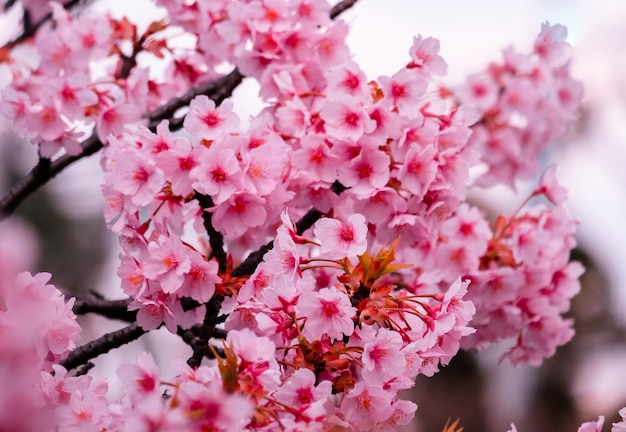 写真 柔らかいパステル色美しい桜の花がきパステルピンクのサキュラがく日本の春の季節に満にく