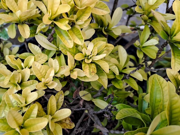 Soft peak Choisya rose Shrub trees in garden in spring Yellow and light green leaves Flowering plant in family Rutaceae