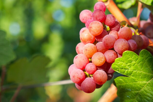 soft pink bunch of grapes with green leaves in sunset rays in a vineyard