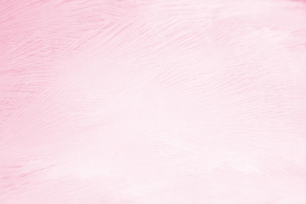 Soft pink feather background