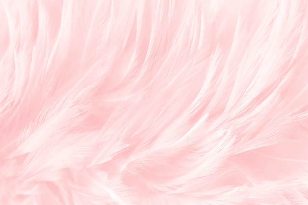 Soft pink feathers