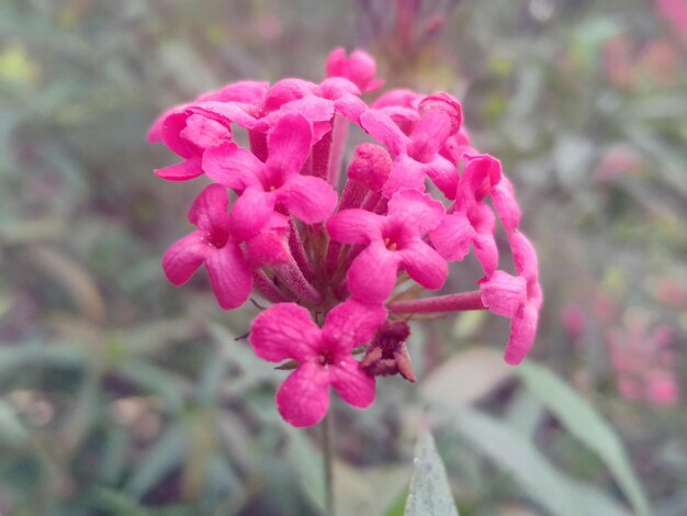 樹木の自然の背景の壁紙に柔らかいピンクの花