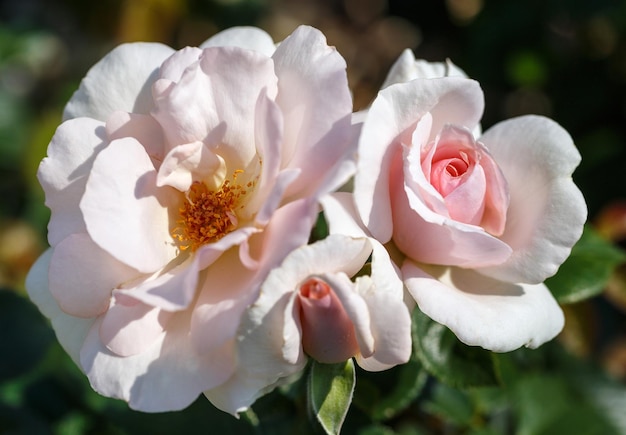 부드러운 분홍색 꽃은 정원 꽃무늬 자연 빈티지 배경에서 장미꽃을 피웠습니다. Floribunda Rose Let There Be Love