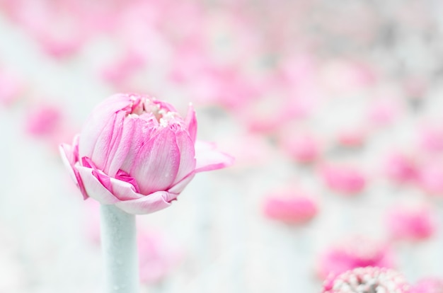 Soft pink lotus flower in white tube with blurry lotus flowers as background