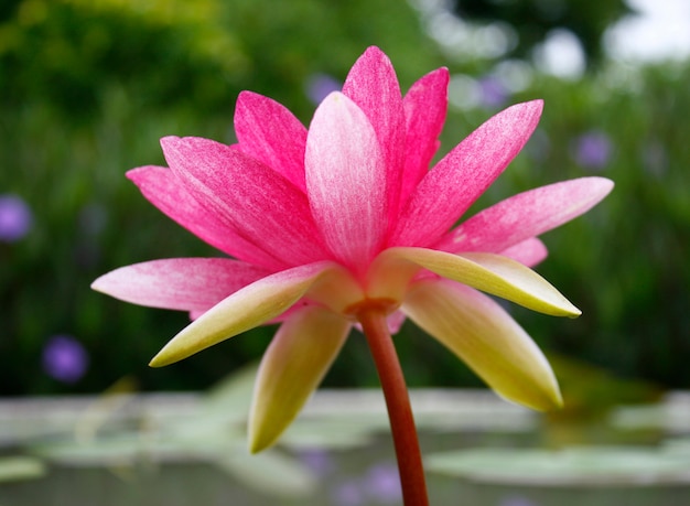 Soft pink lotus flower 