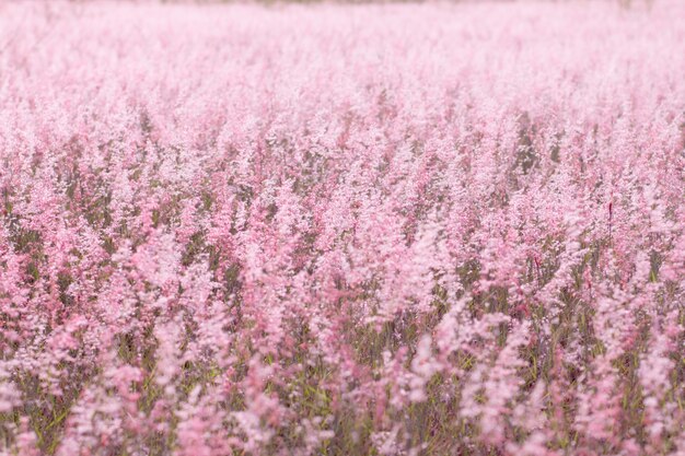 ソフトピンクの牧草地の背景