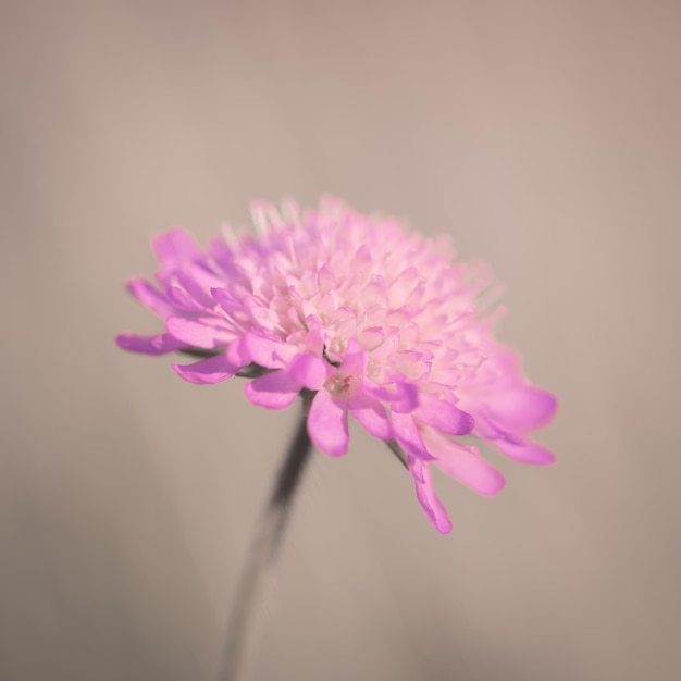 写真 ソフトピンクの牧草地の花