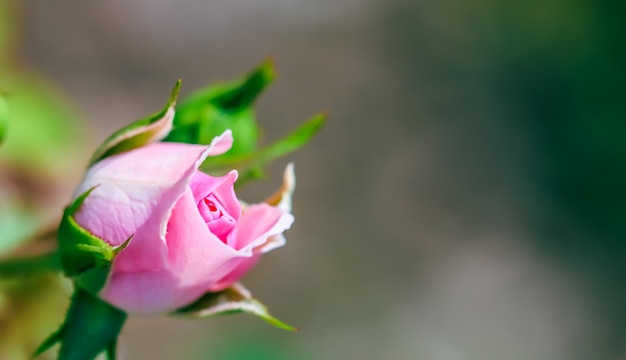 정원에 새싹이 있는 부드러운 분홍색 장미 보니카. 생일, 발렌타인 데이 및 어머니의 날 인사말 카드의 배경에 적합
