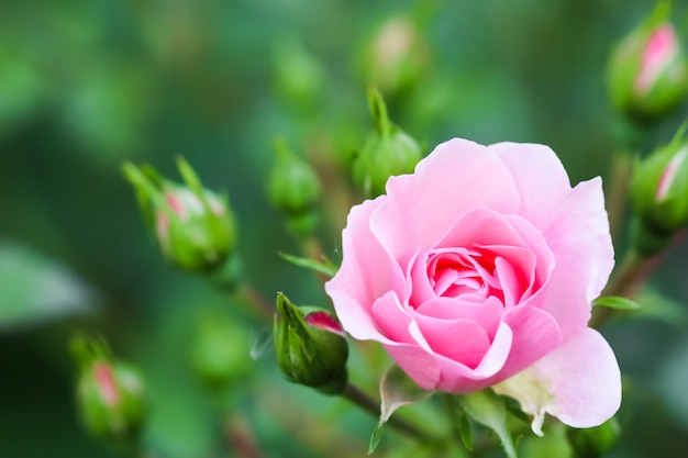 Soft pink rose bonica with buds in the garden perfect for background of greeting cards for birthday